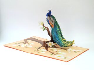 3D přání Peacock Glory - 