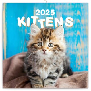 Kalendář 2025 poznámkový: Koťata, 30 × 30 cm - neuveden