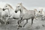 Plakát White Horses - 