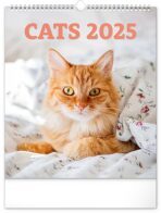 Kalendář 2025 nástěnný: Kočky, 30 × 34 cm - 
