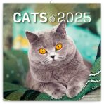Kalendář 2025 poznámkový: Kočky, 30 × 30 cm - 
